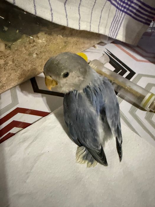 Agapórnis Kakarikis caturras Piriquitos ingleses para acabar de criar