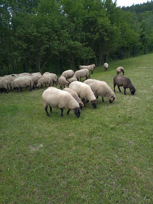 Owce, Jagnięta,barany czarnogłówki tusza jagnięca