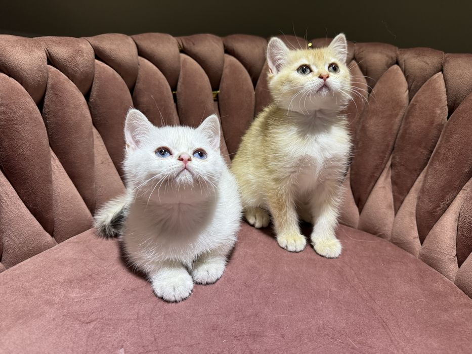 Kot kocur brytyjski point FIFe FPL prawdziwy rodowód GWARANCJA