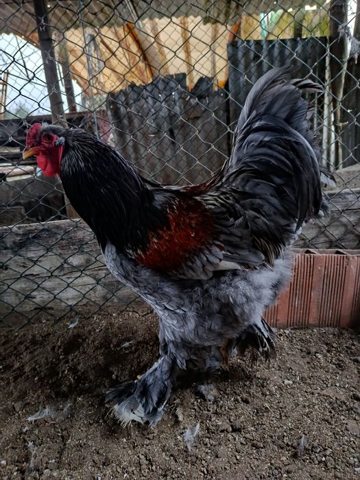 Vendem-se galos Brahamas puros  com 3 meses