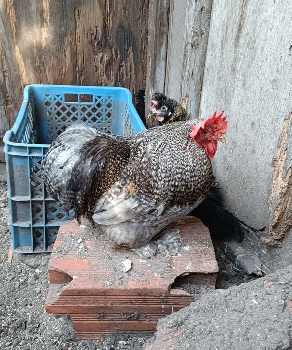 Galos Pekin Várias Cores