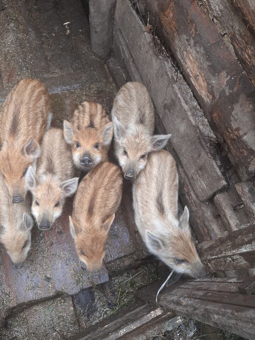 Продам Поросята мангал.