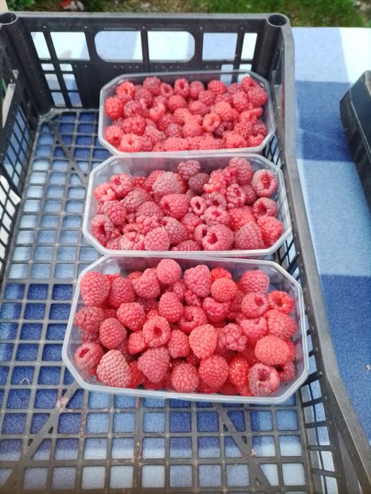 sok z malin oraz owoce maliny