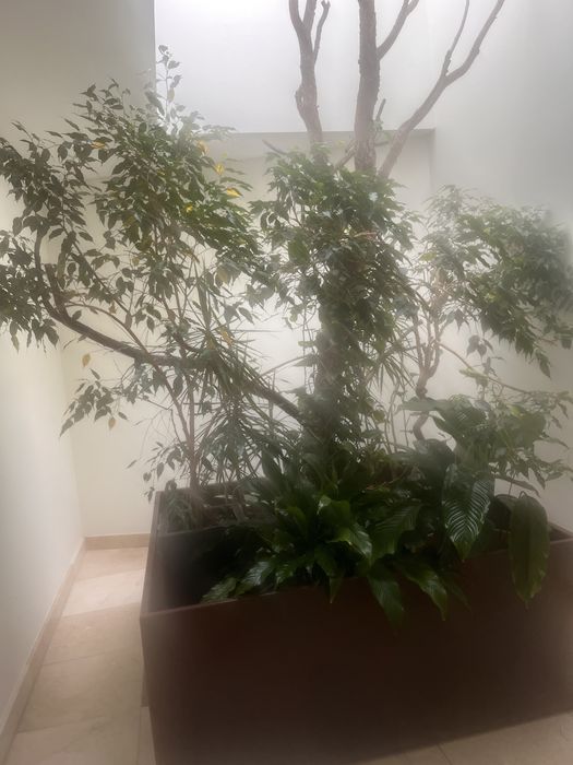 Casca de Sobreiro Ideal para Terrários e Decoração