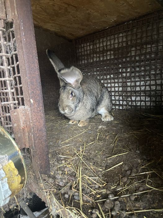 Кролі бельгійчькій фландер