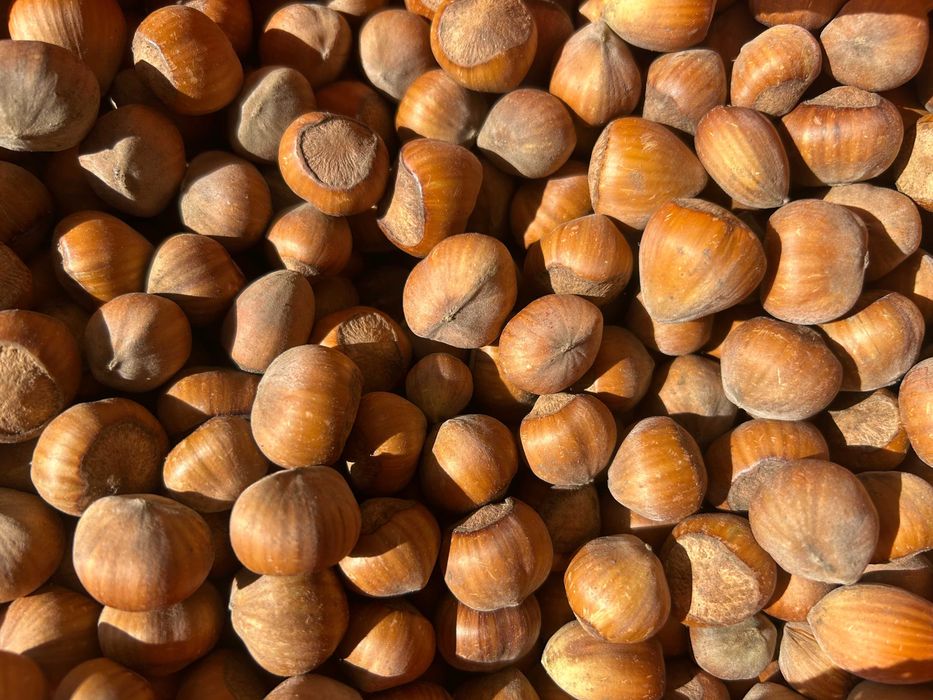 Orzechy laskowe - świeże i naturalne