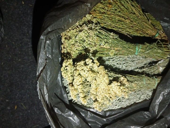 Пижма, материнка, чистотіл, в пучках меліса аір тисячолисник  душиця