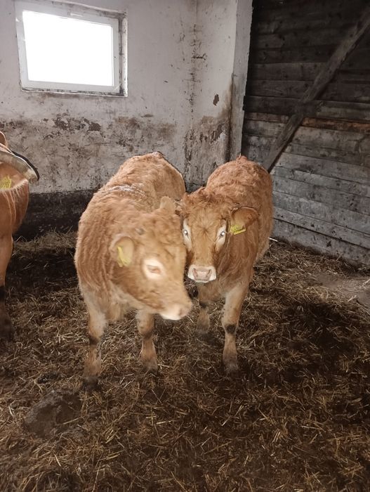 Jałówki limousine LM pod oceną PZHiPBM