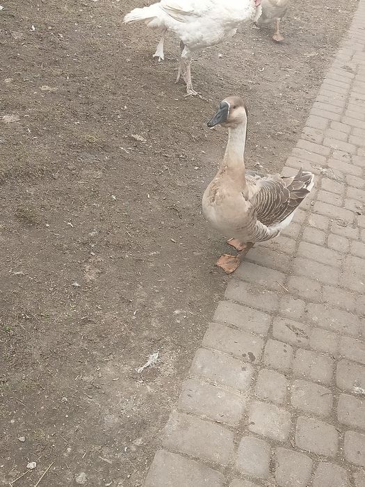 Gęsi na sprzedaż