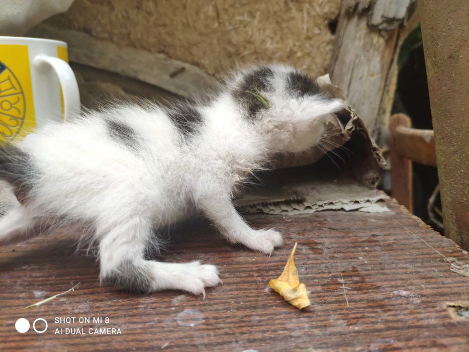Відаю котинят в добрі руки