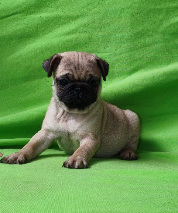 Para venda Pug carlin fêmea