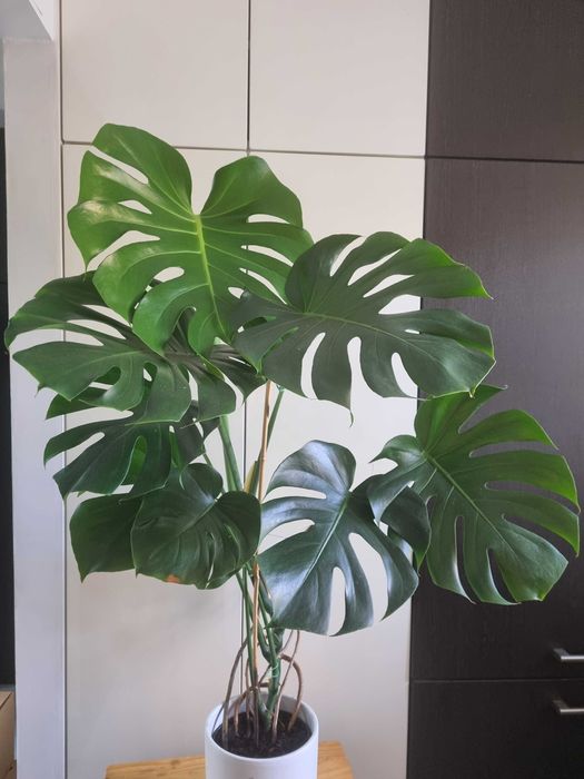 Monstera deliciosa