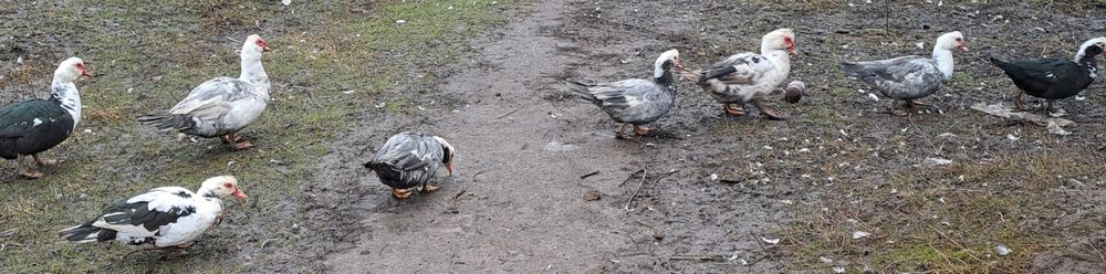 Мускусные утки, селезни