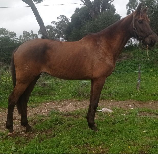 Pra venda égua sorraia com livro verde