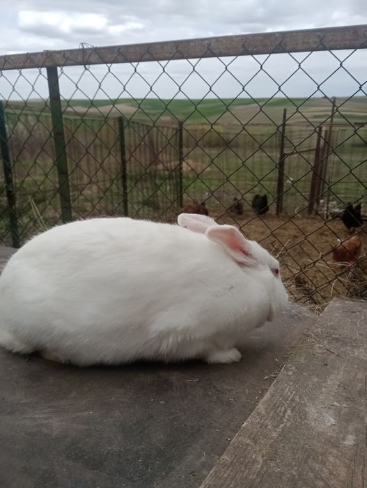 Трьохмісячна самка білого панона