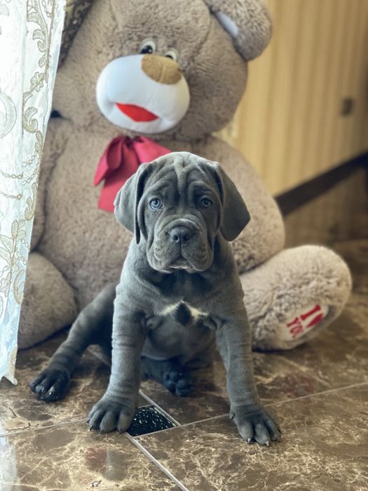 Крутезні щеночки-Cane corso Italiano