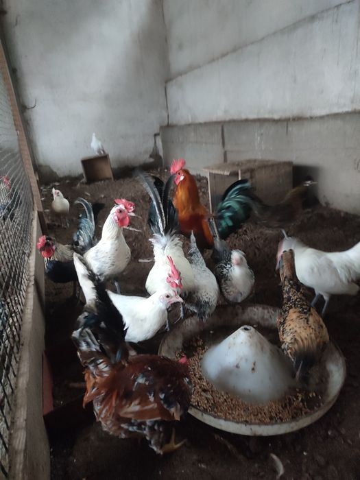 Карликові кури ліліпути