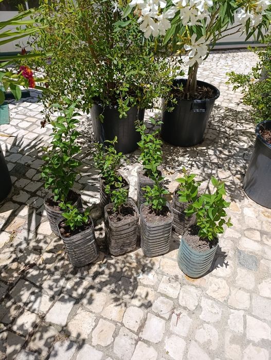 Vedação viva, lote 9  arbustos, Ligustrum japonicum, jovens e podados