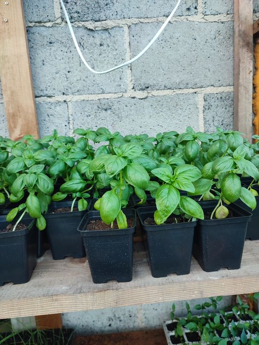 Bazylia zioła rozsada doniczki