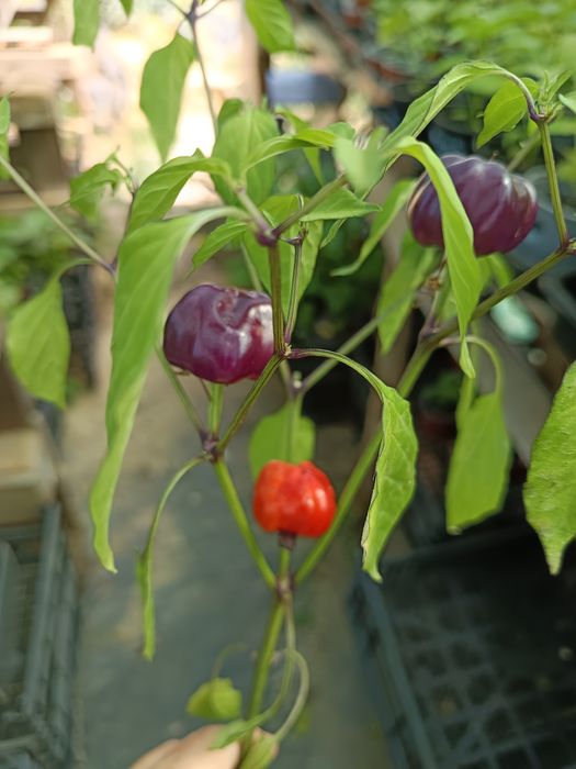 Plantas de Malaguetas raras