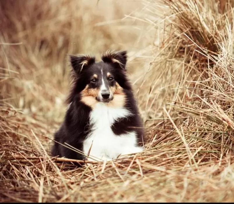 Сіно лугове брікєт сіна в будку собаці підстилка тепла