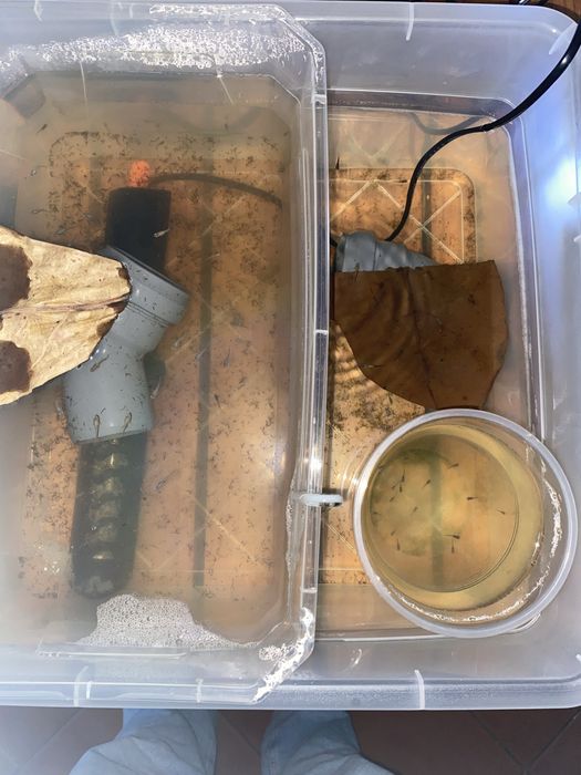 Guppys  e Alivinos de Guppy