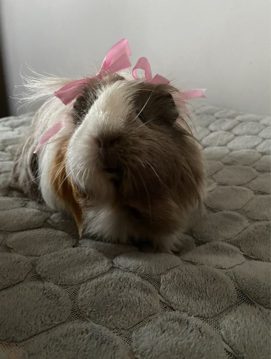 2 Swinki morskie z wyposażeniem