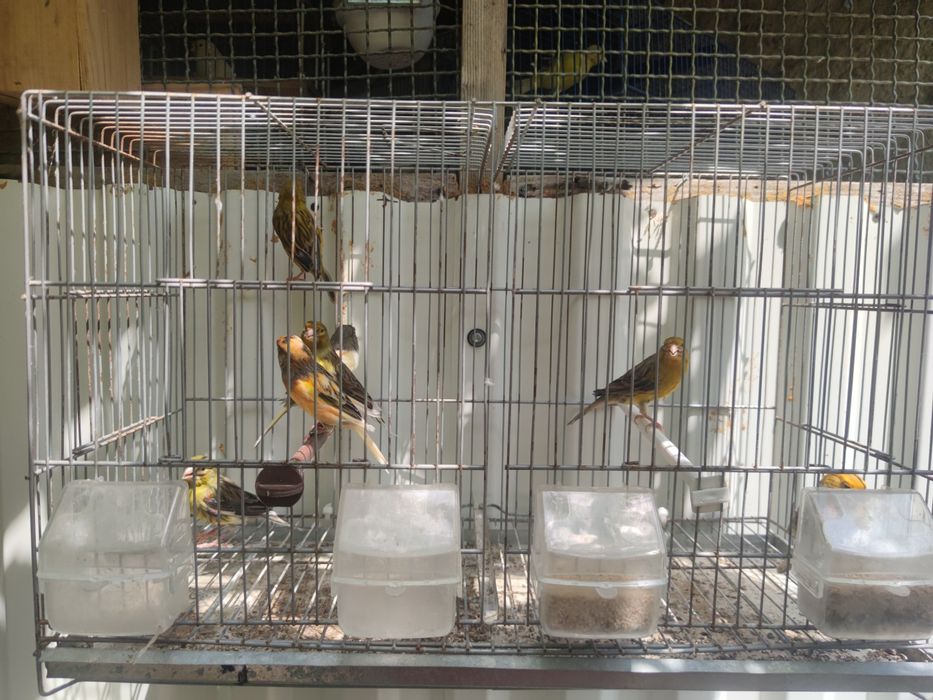 Lote de canários para venda