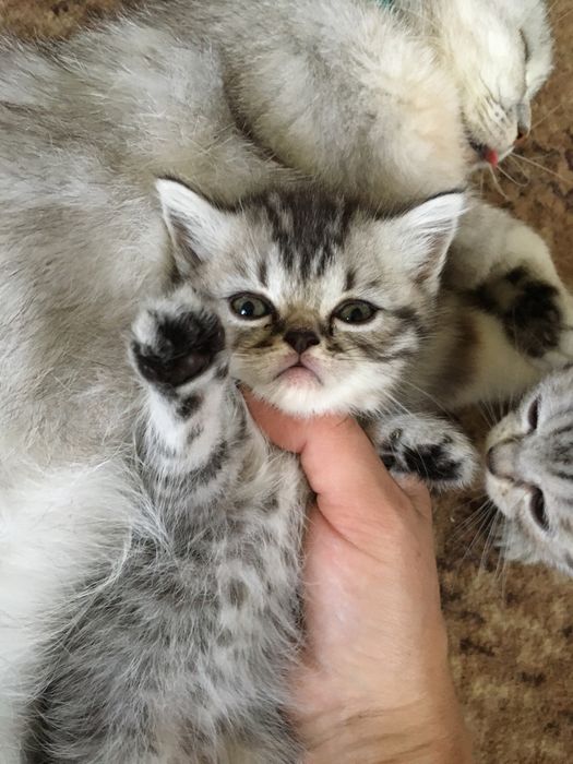 Британські кошенятка таббі на сріблі