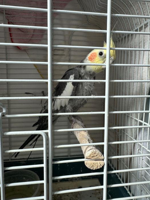Caturra macho adulta