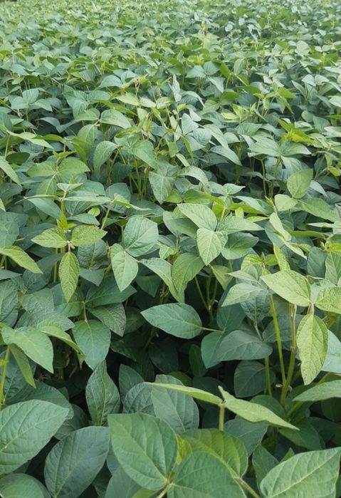 Soja Abaca zbiór 2025