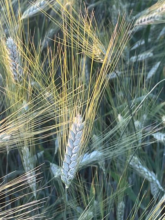 Насіння пшениці, тритикале, люпину та льону олійного