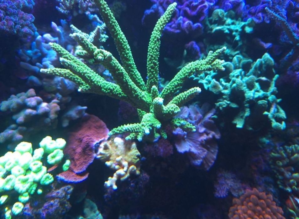Acropora zielona i fluo  Morskie