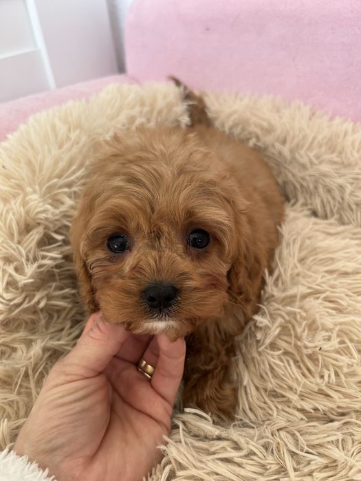 Piesek cavapoo rudy
