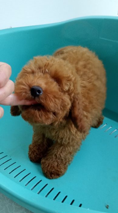 Той - Пудельок ред.