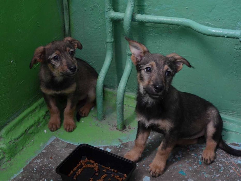 Цуценята в добрі руки