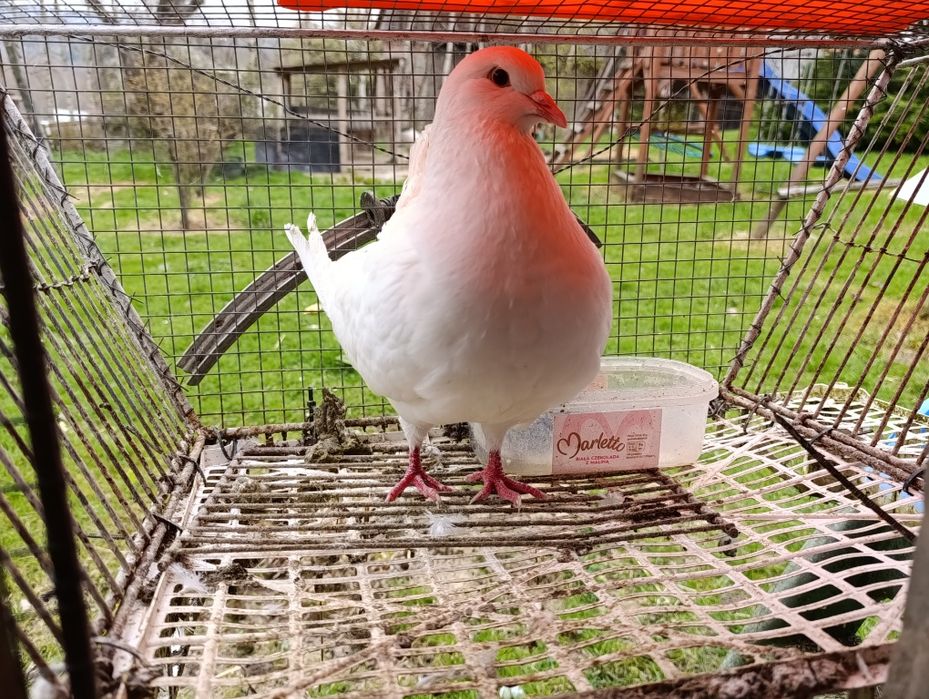 Gołębie ozdobne kingi itd opis!!!