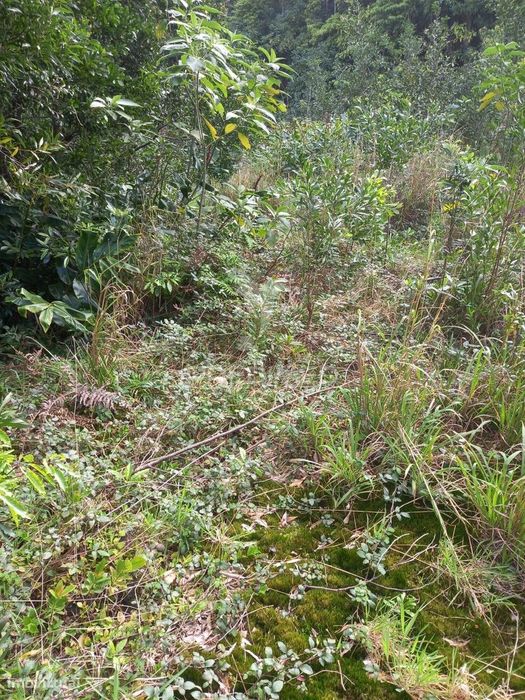 Terreno Rustico nos Biscoitos