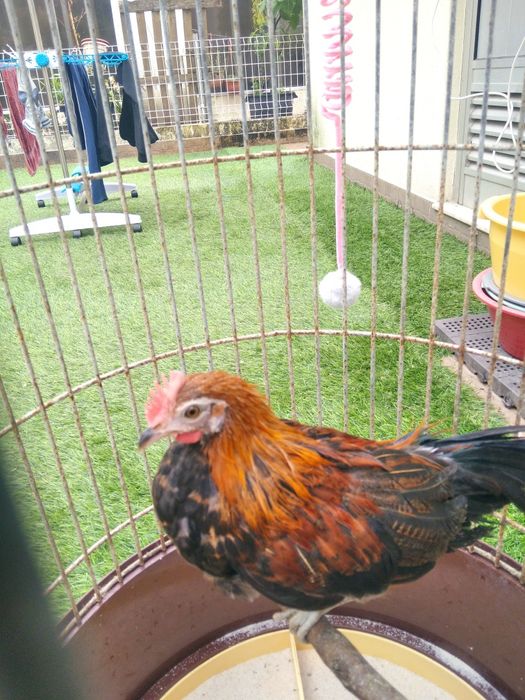 Garnizos machos Sebright e Phoenix