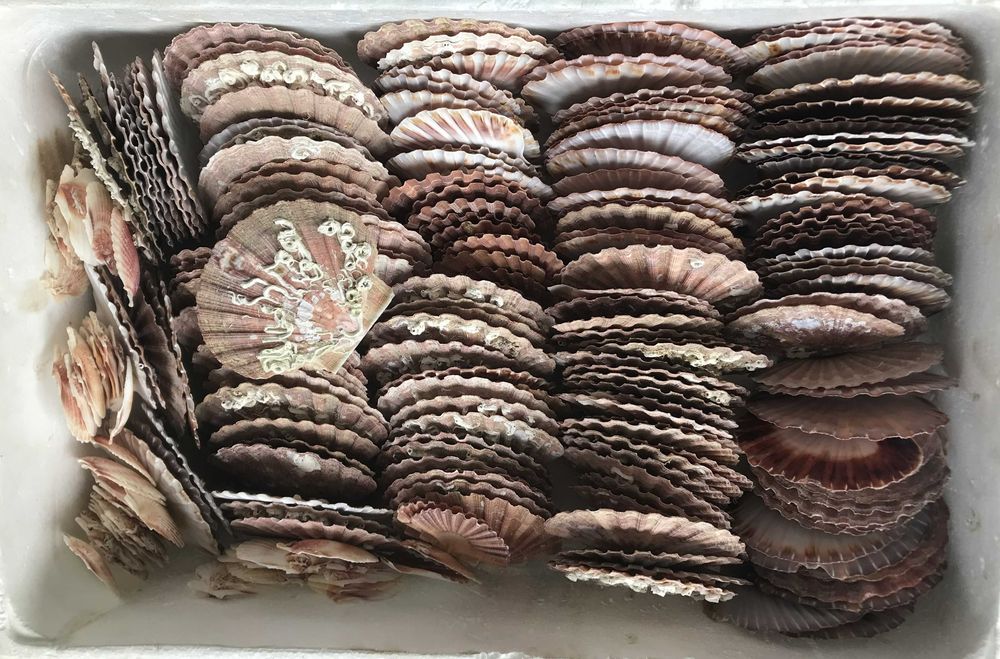 Conchas de Vieiras com Tampa