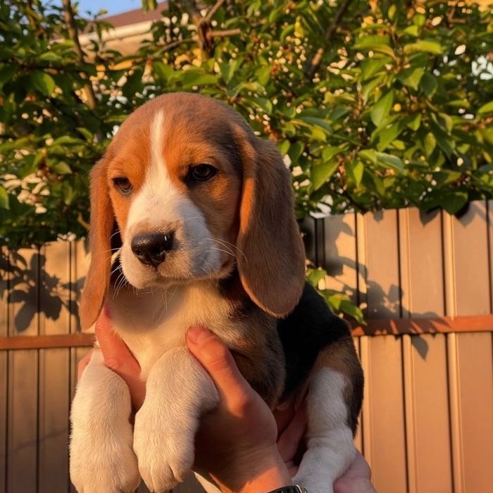 Щенки бигль девочка и мальчики