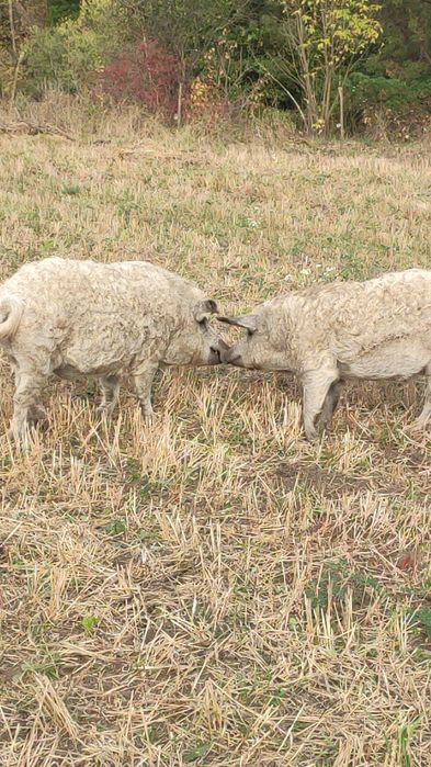 Поросята. Угорська пухова мангалиця, венгерская пуховая мангалица.