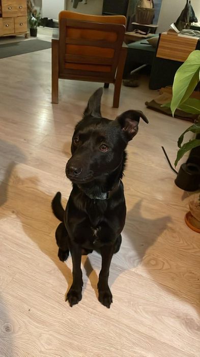 Badi sympatyczny pies do adopcji