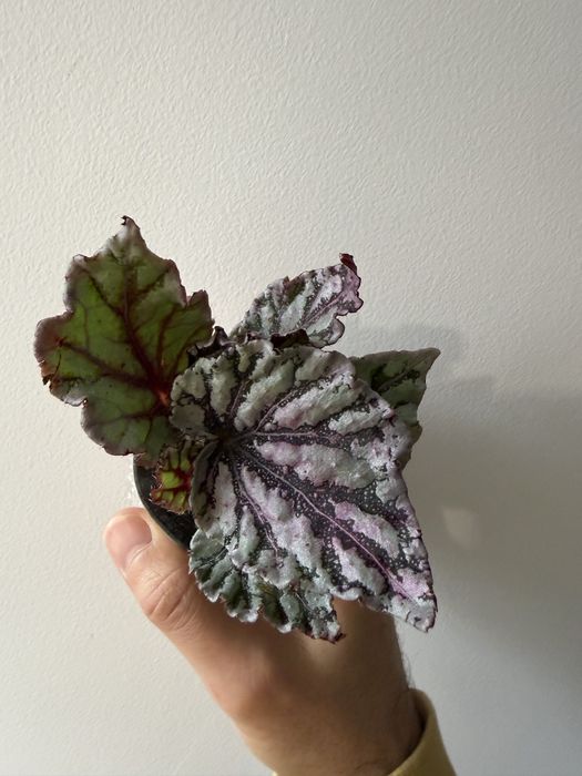 Begonias rex mix
