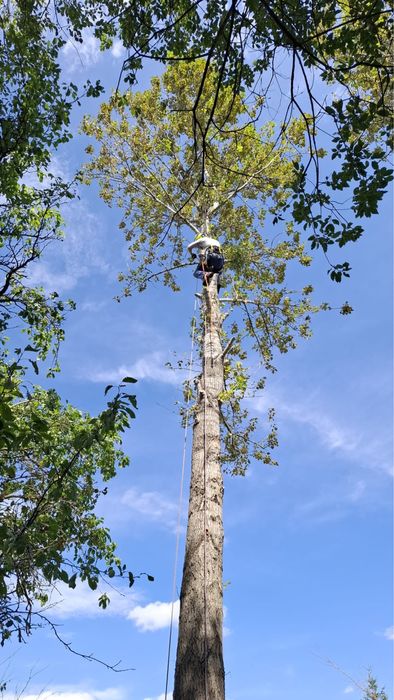 Wycinka drzew arborysta frezowanie korzeni usługi rębakiem