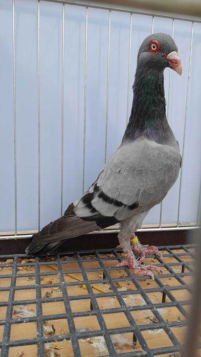 Duński długodziby lotny