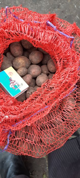 Дрібна мілка картопля20кг на корм для тварин домашняя органическая бе