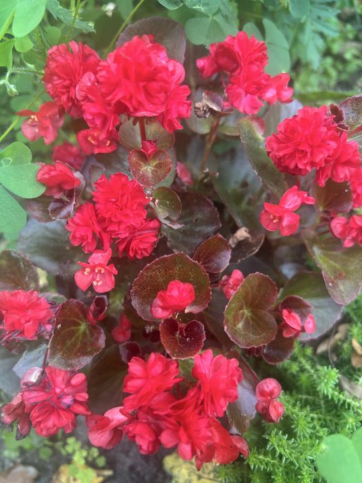 Кімнатні квіти для душі