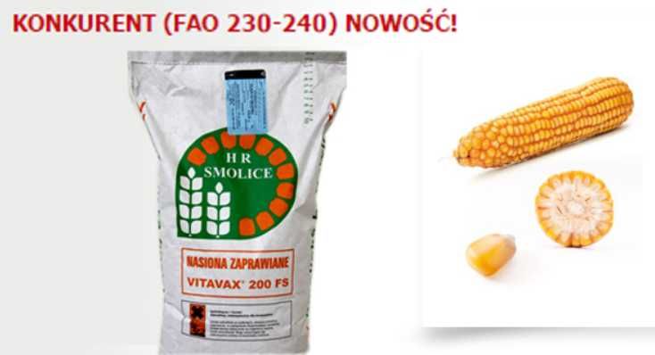 Kukurydza Konkurent 285zł js.,