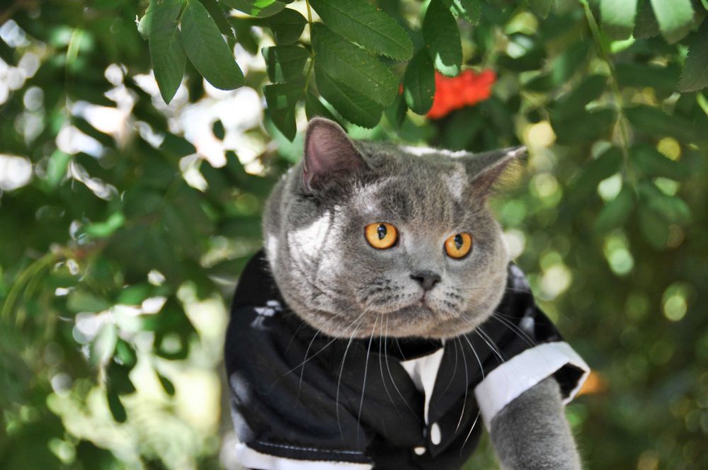 Одесса Вязка клубный шотландский прямоухий кот не британский